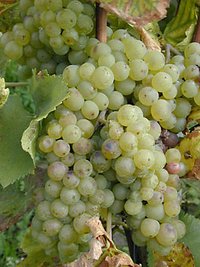 Rebsort Riesling - Fragen sie nach unseren Weinen, Gstehaus Bleser
