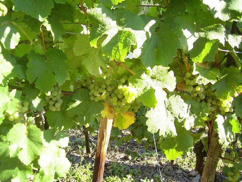 Rieslingtraube